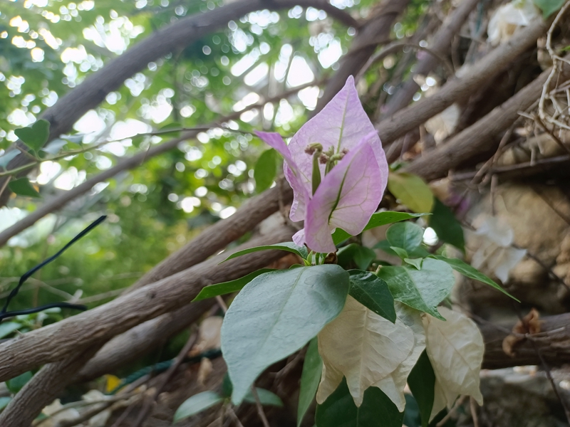 光叶子花.jpg 光叶子花.jpg