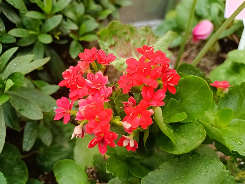 长寿花1.jpg 长寿花1.jpg