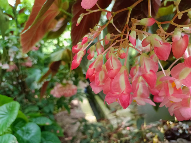斑叶竹节秋海棠.jpg 斑叶竹节秋海棠.jpg