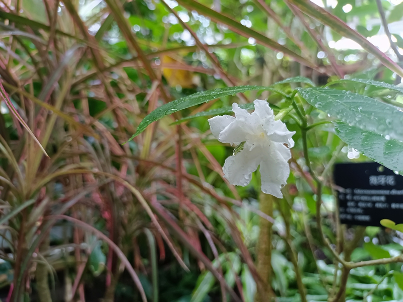 上海植物园