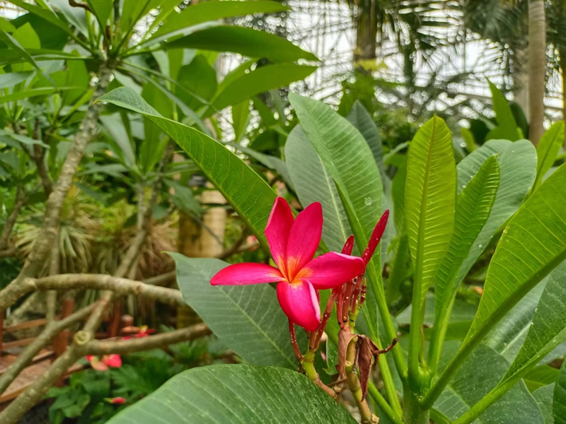 红鸡蛋花1.jpg 红鸡蛋花1.jpg