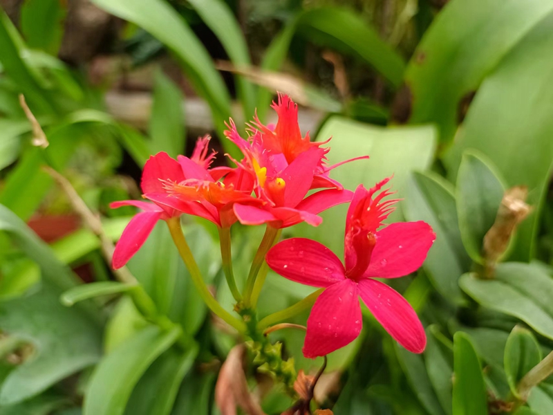 红花树兰.jpg 红花树兰.jpg