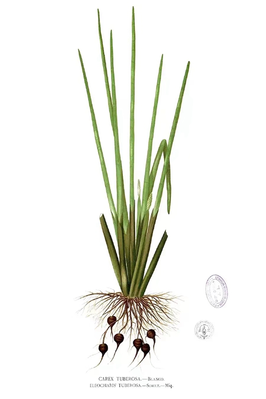 荸荠.jpg 荸荠.jpg