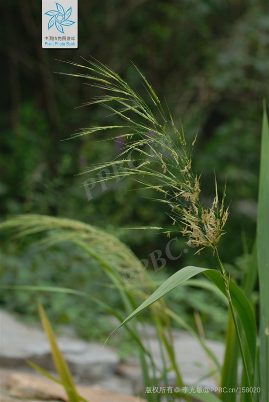 茭白1.jpg 茭白1.jpg