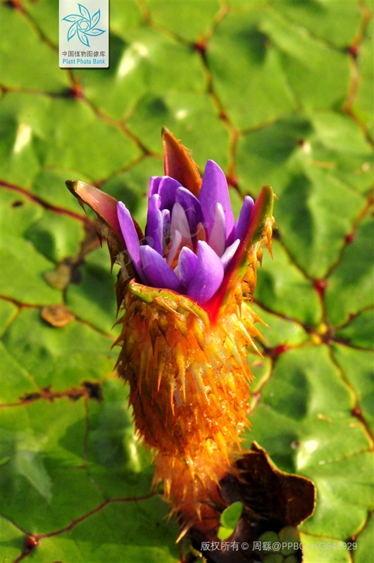 芡实1.jpg 芡实1.jpg