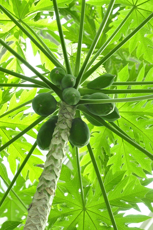 4番木瓜3 (3).jpg 4番木瓜3 (3).jpg