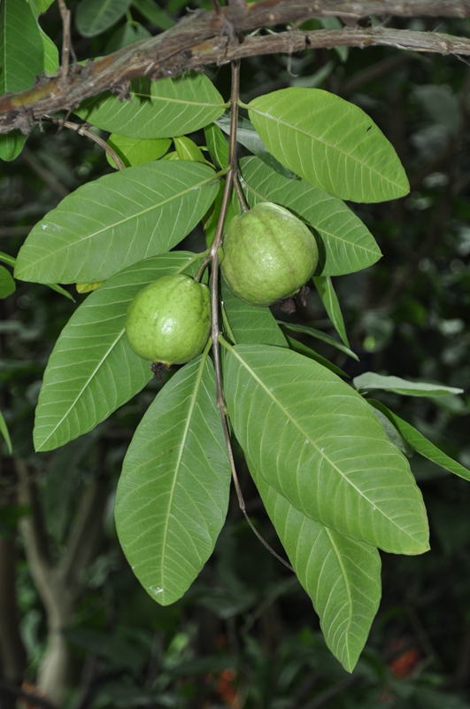 9番石榴 (1).jpg 9番石榴 (1).jpg