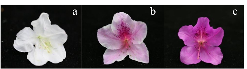 图1 3种不同花色的锦绣杜鹃花瓣.jpg