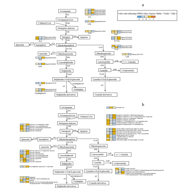 图4 3种不同花色锦绣杜鹃花瓣中类黄酮生物合成途径.jpg