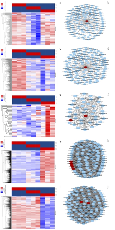 图5 锦绣杜鹃3种花色的基因共表达分析.jpg