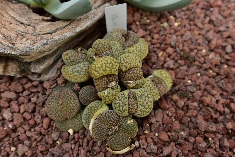 琥珀玉蜕皮.jpg 琥珀玉蜕皮.jpg