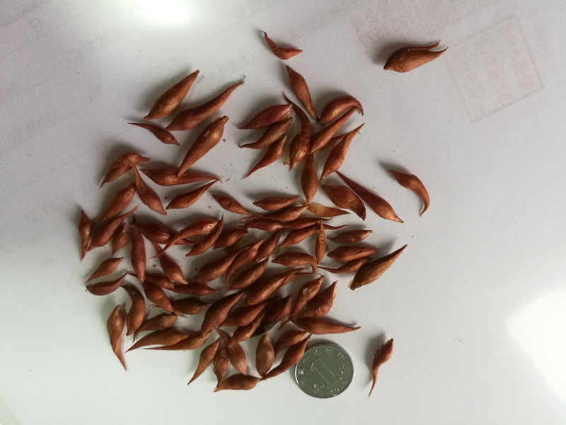 2粉肉酢浆草-凸面酢--凸叶酢浆草Oxalis convexula.jpg 2粉肉酢浆草-凸面酢--凸叶酢浆草Oxalis convexula.jpg