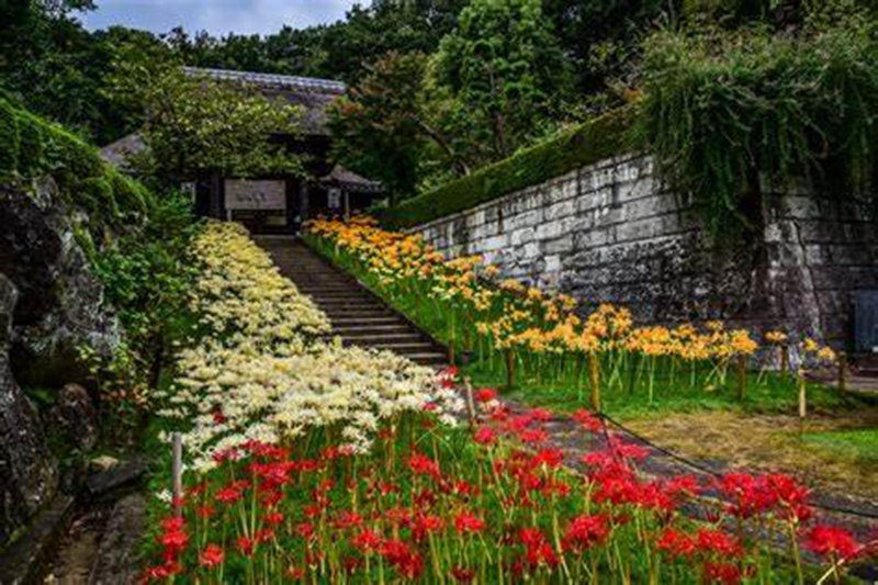 西方寺石蒜.jpg 西方寺石蒜.jpg