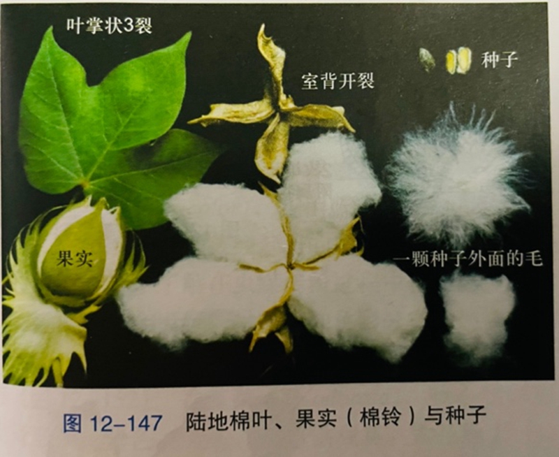 陆地棉叶、果实（棉铃）与种子.jpg