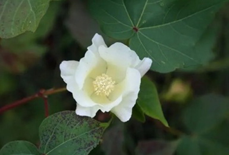 锦葵科棉属植物花冠.jpg