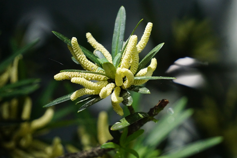 罗汉松雄球花.jpg 罗汉松雄球花.jpg