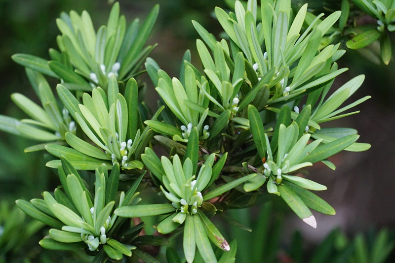 罗汉松雌球花.jpg 罗汉松雌球花.jpg