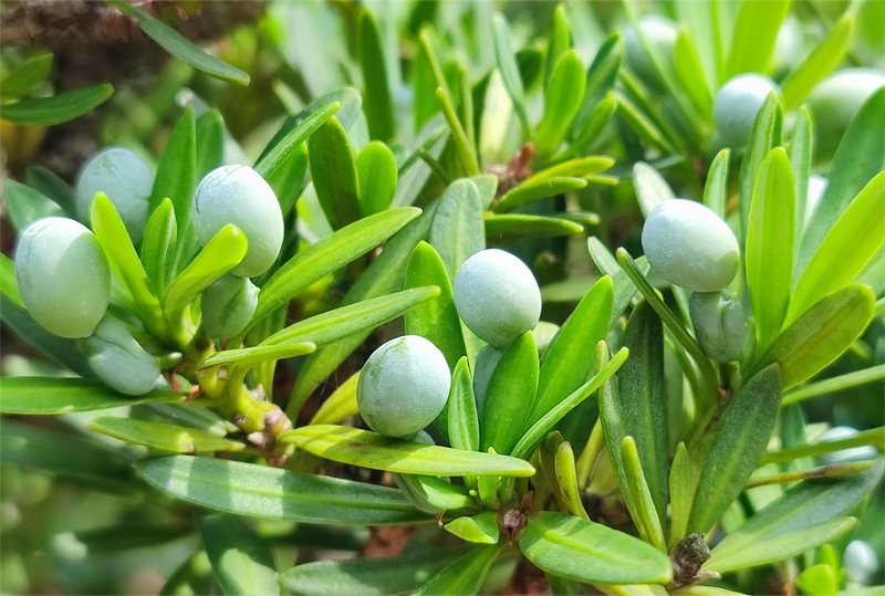 罗汉松幼嫩种实.jpg 罗汉松幼嫩种实.jpg