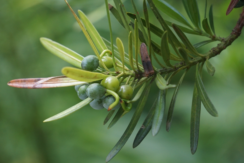 罗汉松种子在树上生根发芽现象.jpg 罗汉松种子在树上生根发芽现象.jpg