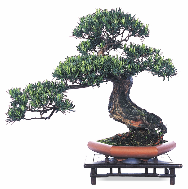 横斜生色 罗汉松 第八届亚太盆景展 获佳作奖.jpg 横斜生色 罗汉松 第八届亚太盆景展 获佳作奖.jpg