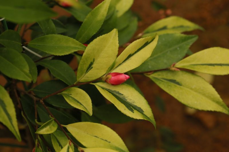 金叶粉玉 的黄色叶片.jpg