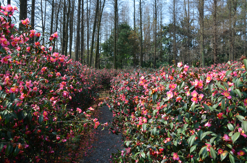 束花茶花迷宫 (1).png