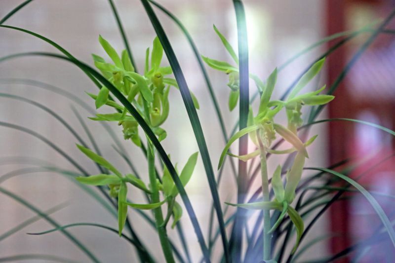‘江山素’蕙兰.jpg