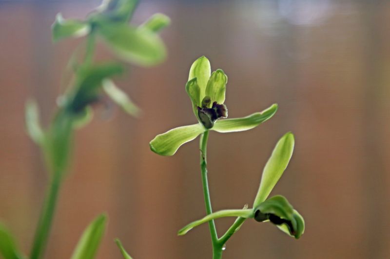 ‘仙绿’蕙兰1.jpg