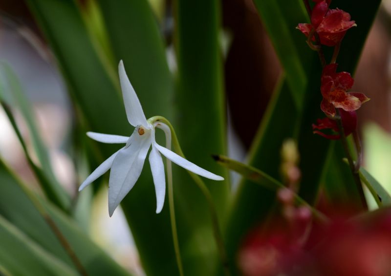 Jumellea alboresens风兰--兰科矛唇兰属（朱美兰属）.jpg