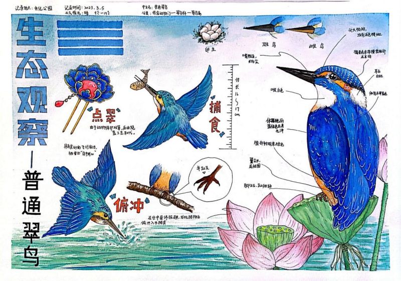 《普通翠鸟不普通》《泥蜂》《油菜花》《夜鹭》为了帮助参赛的选手们