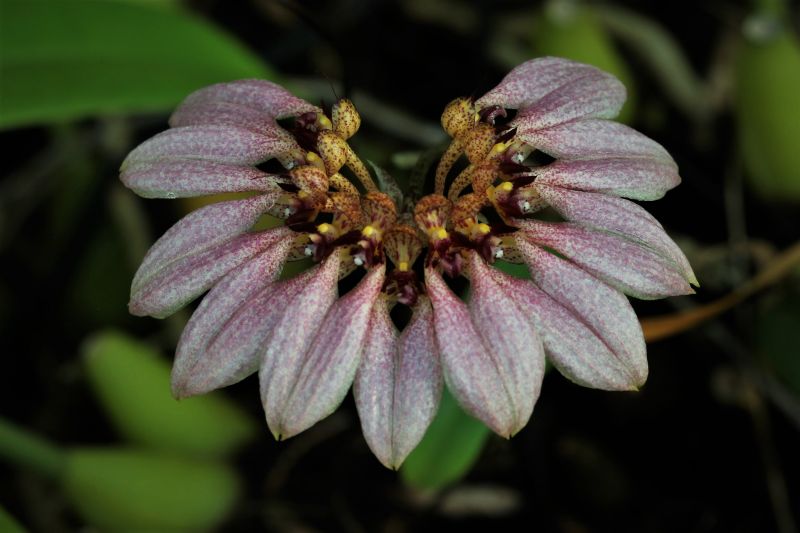 bulbophyllum andersonii 梳帽卷瓣兰.jpg