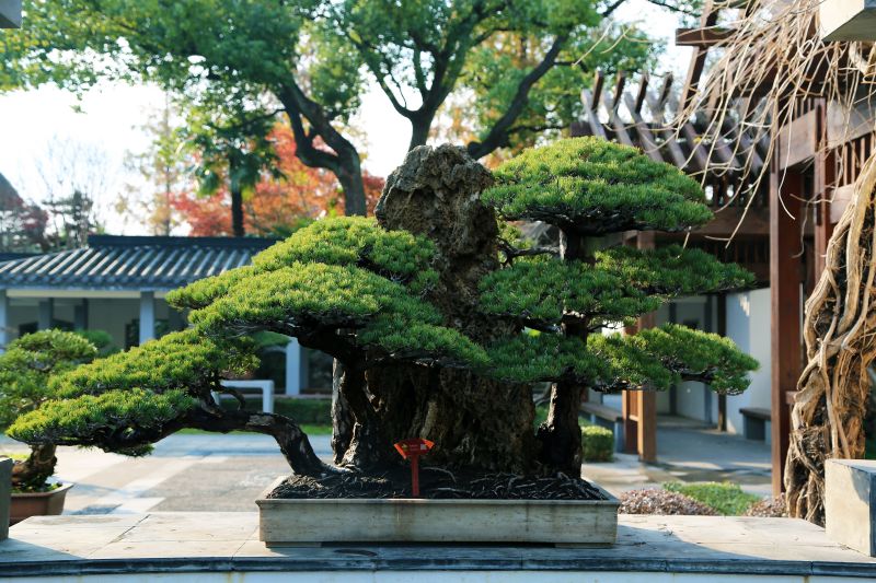 松掩霞石.jpg