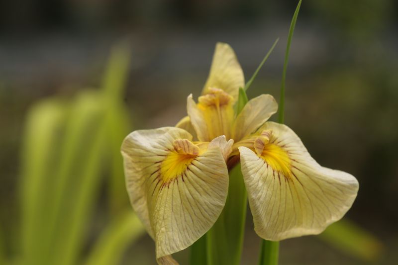 Cuimei Wang,Yuee Xiao_23-H001_Jinsui_flower_SPEC-X_2024_photobyCuimei Wang_1.jpg