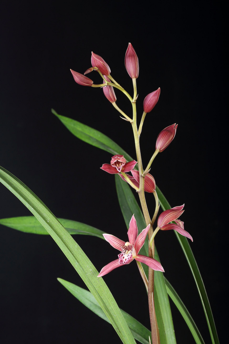 本次全新设计的春兰介绍区域,配合主办方举办的古琴演奏,书画泼墨