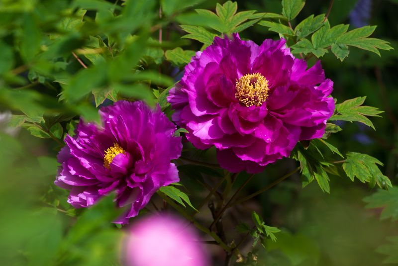 DSC_4128牡丹.jpg