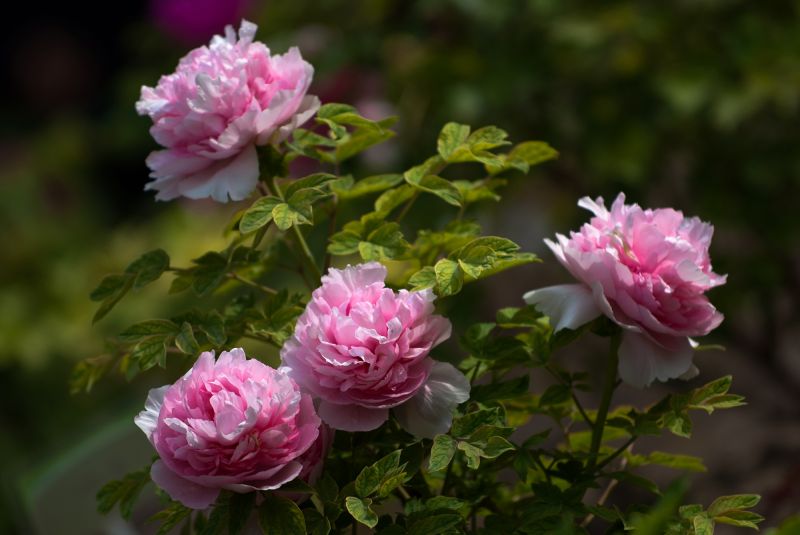 DSC_4147牡丹.jpg