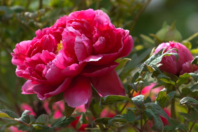 DSC_4249牡丹.jpg