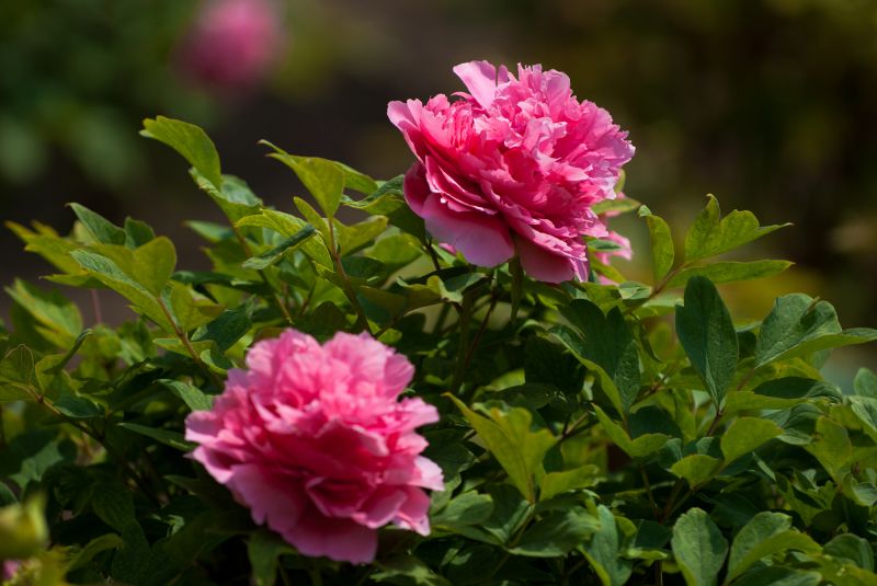 DSC_4548牡丹.jpg