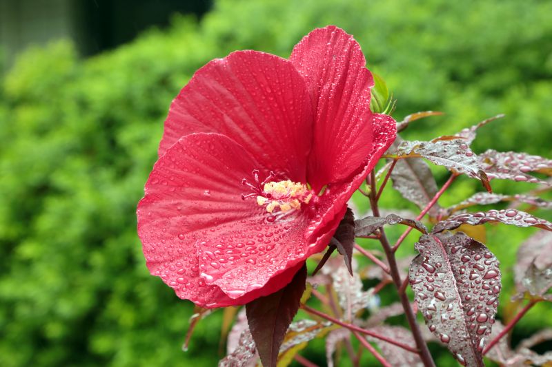 6芙蓉葵‘疯狂战神’.jpg