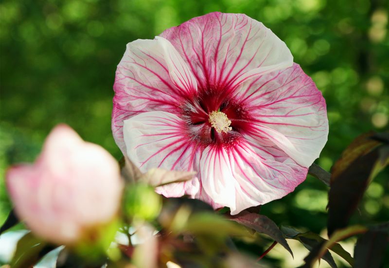 6芙蓉葵‘完美风暴’.jpg