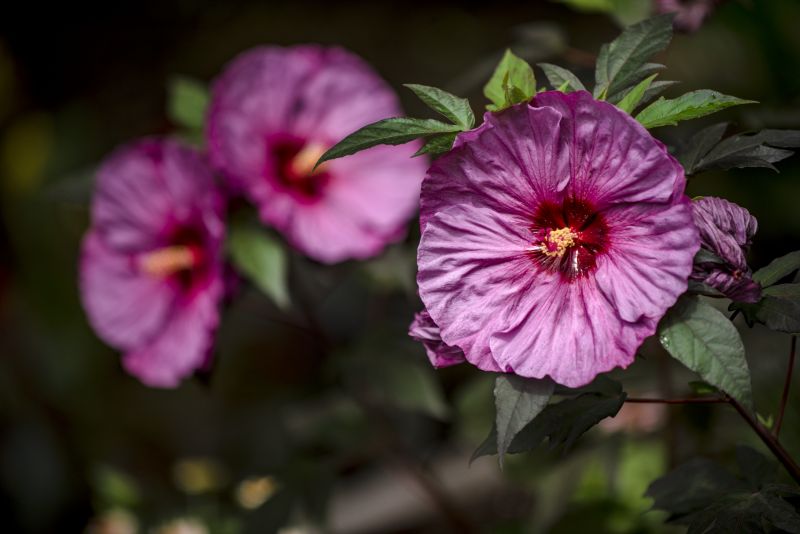 6芙蓉葵‘蓝莓冰沙’.jpg