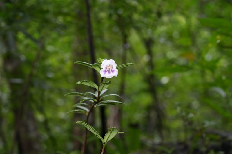 吊石苣苔.jpg 吊石苣苔.jpg