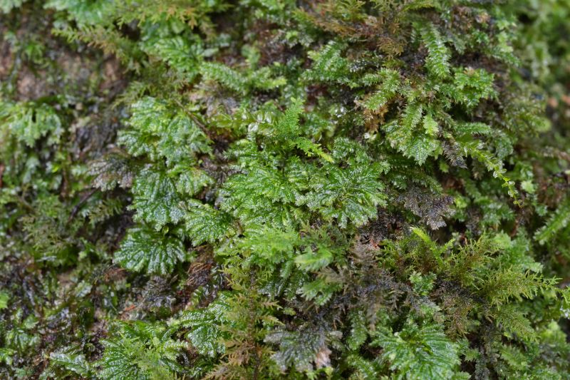 孔雀藓.jpg 孔雀藓.jpg