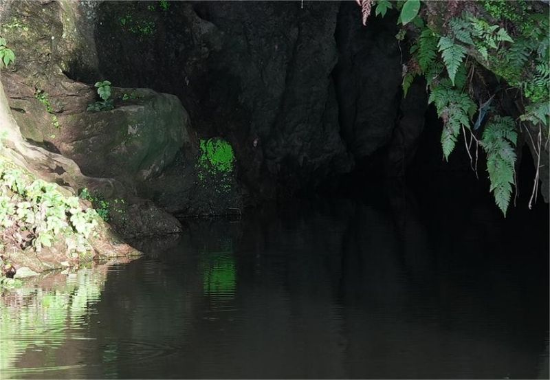 光苔属.jpg 光苔属.jpg