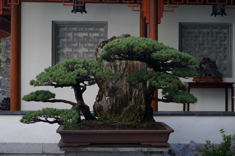 海派盆景亮相上博东馆,"木石双清:江南石供与海派盆景展"明日起正式