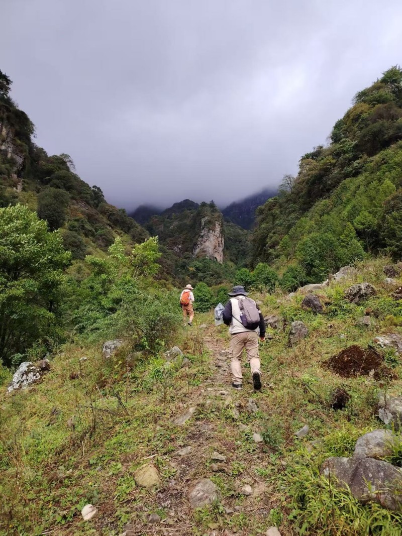 图1  云南轿子山国家级自然保护区中槽子.jpg