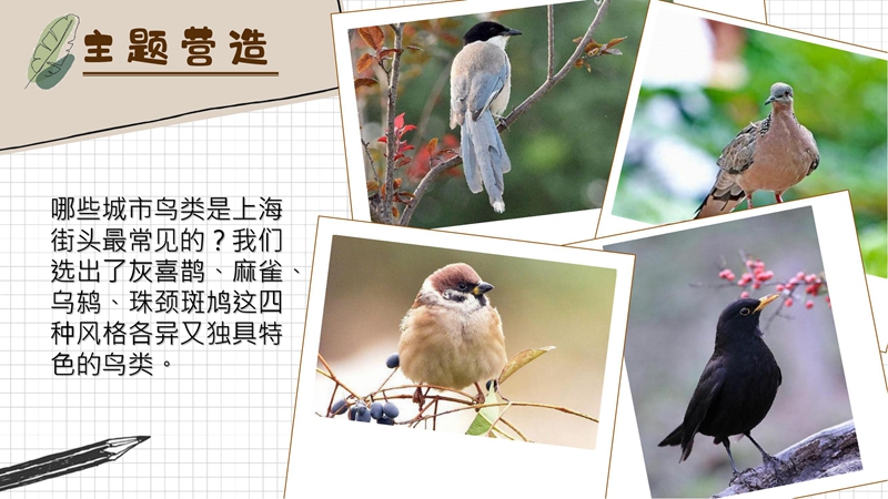 选6 上海常见的鸟类.jpg 选6 上海常见的鸟类.jpg