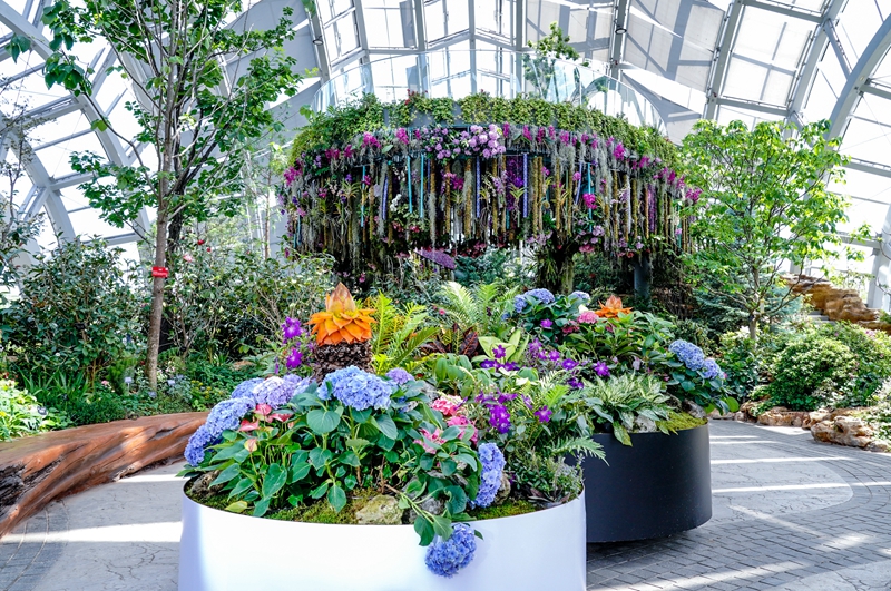 地涌金莲--芭蕉科地涌金莲属 (2).jpg