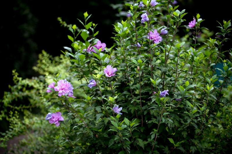 DSC_5215.jpg DSC_5215.jpg