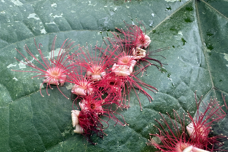 红花玉蕊--玉蕊科玉蕊属 (2).jpg 红花玉蕊--玉蕊科玉蕊属 (2).jpg